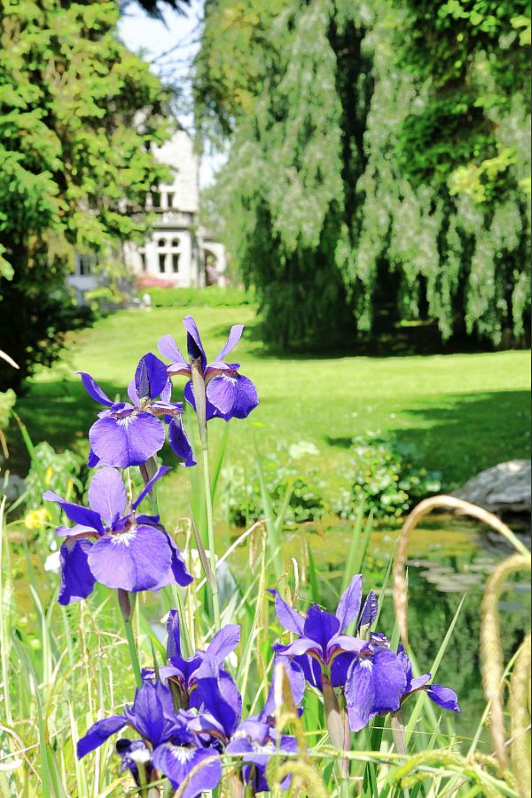 Iris Blumen im Park